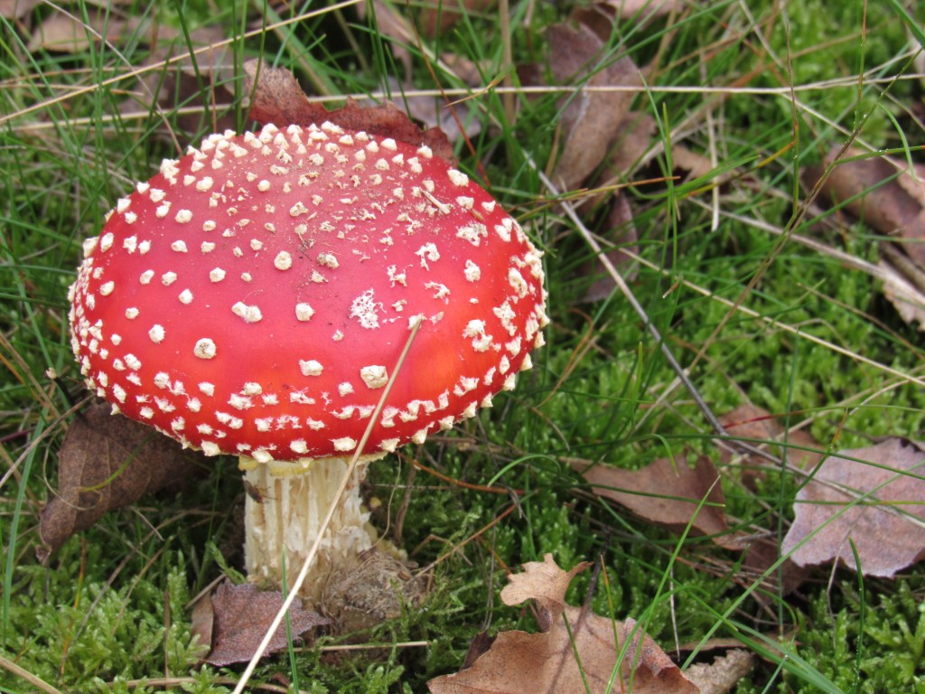 The classic red mushroom with white dots, standing surounded by moss and a few dead leaves.
